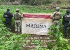 Marina erradica dos plantíos de marihuana en Tamazula, Durango; destruyen más de 10 toneladas de plantas.